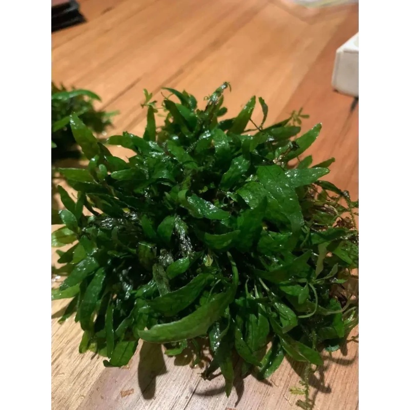 Mini Java Fern (2-3 leaves on rhizome )