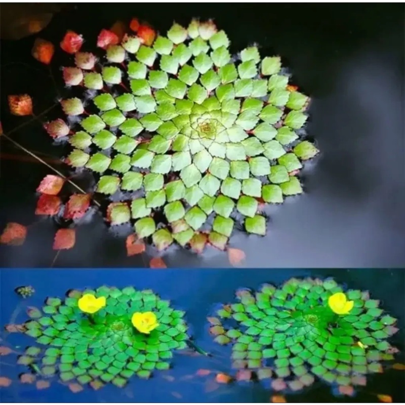 Mosaic Plant - Ludwigia sedioides Floating Plant