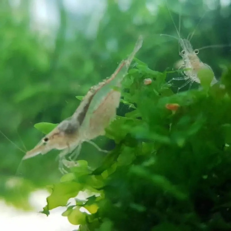NQ Algae Shrimp (Caridina longirostris)