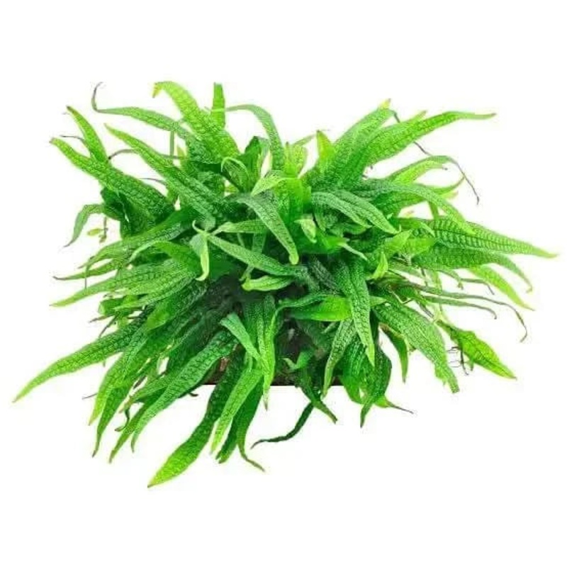 Philippine Java fern (2-3 leaves on rhizome )