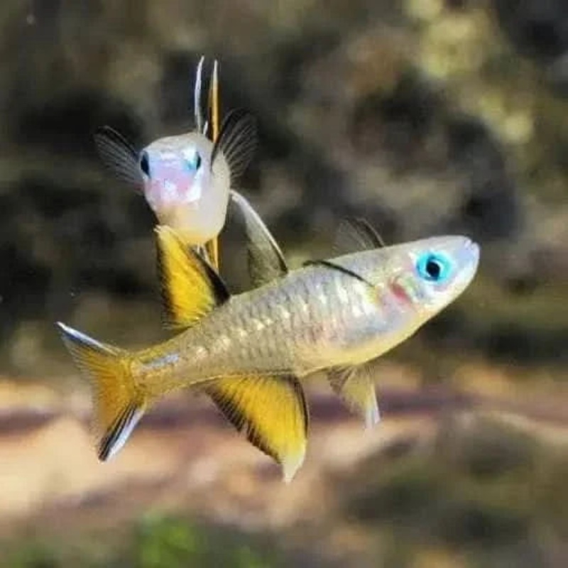 Pseudomugil Signifer Pacific Blue Eyes 3cm