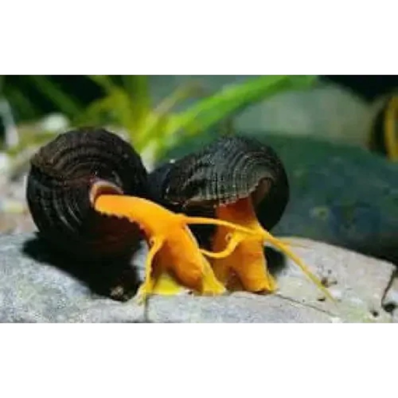 Rare Orange Poso Rabbit Snail 5mm-10mm