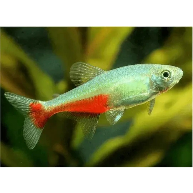 RED BELLY TETRA 3CM
