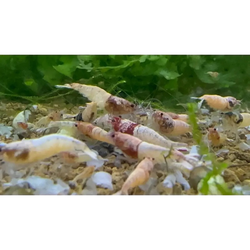 Red Bolt Shrimp