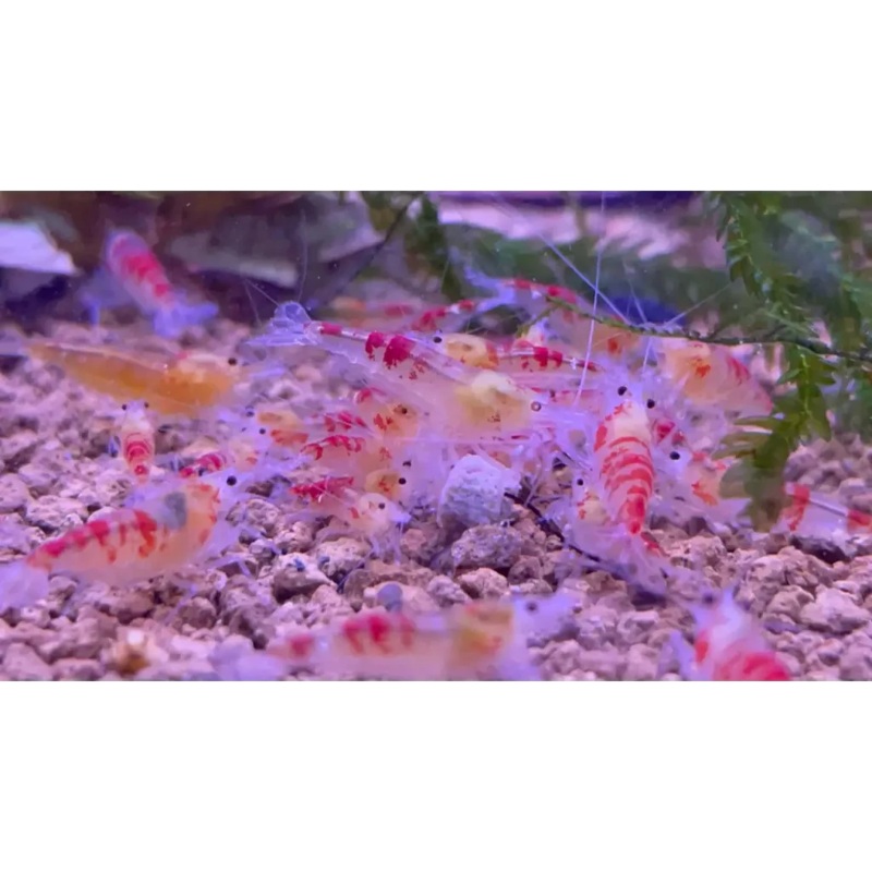Red Calceo Dragon Shrimp