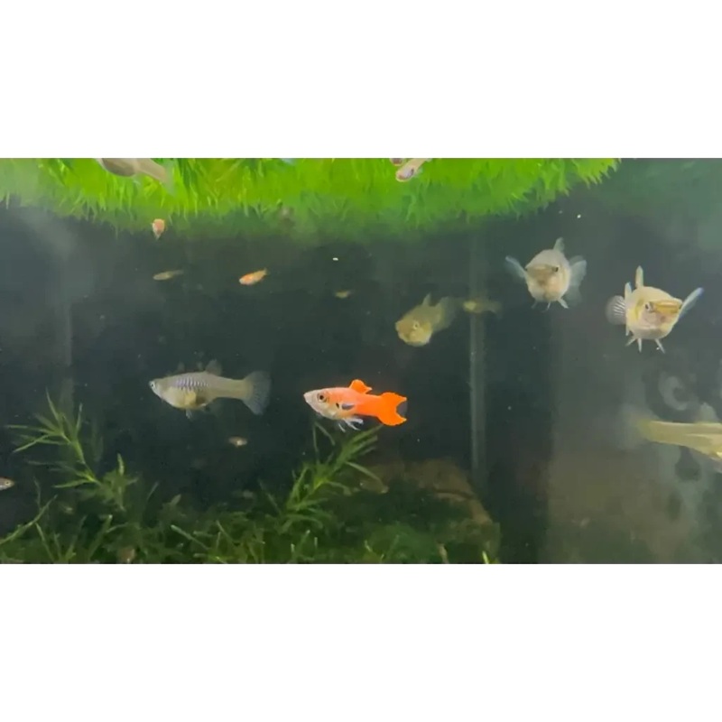 Red Chilli endler Pair - Locally Bred
