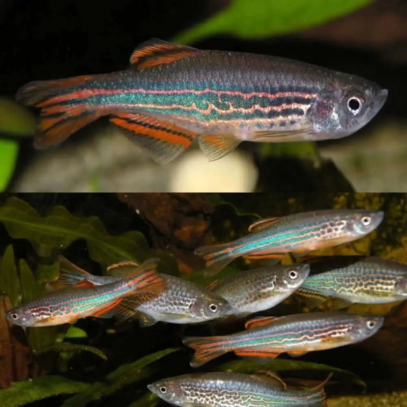 Red Fin Danio (Danio kyathit) 3-4cm