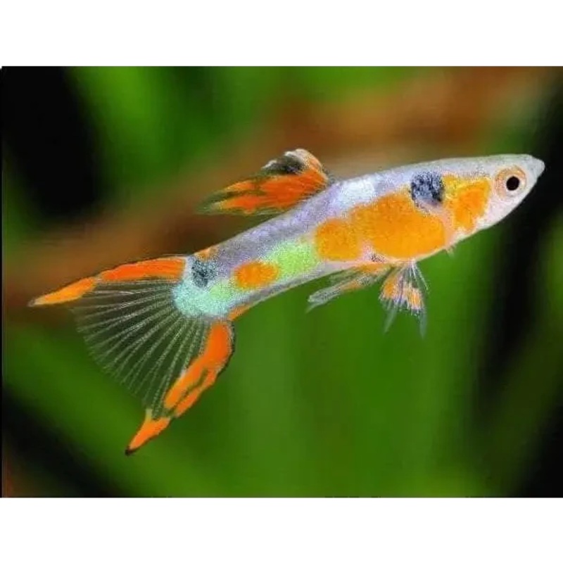 Red Line endler