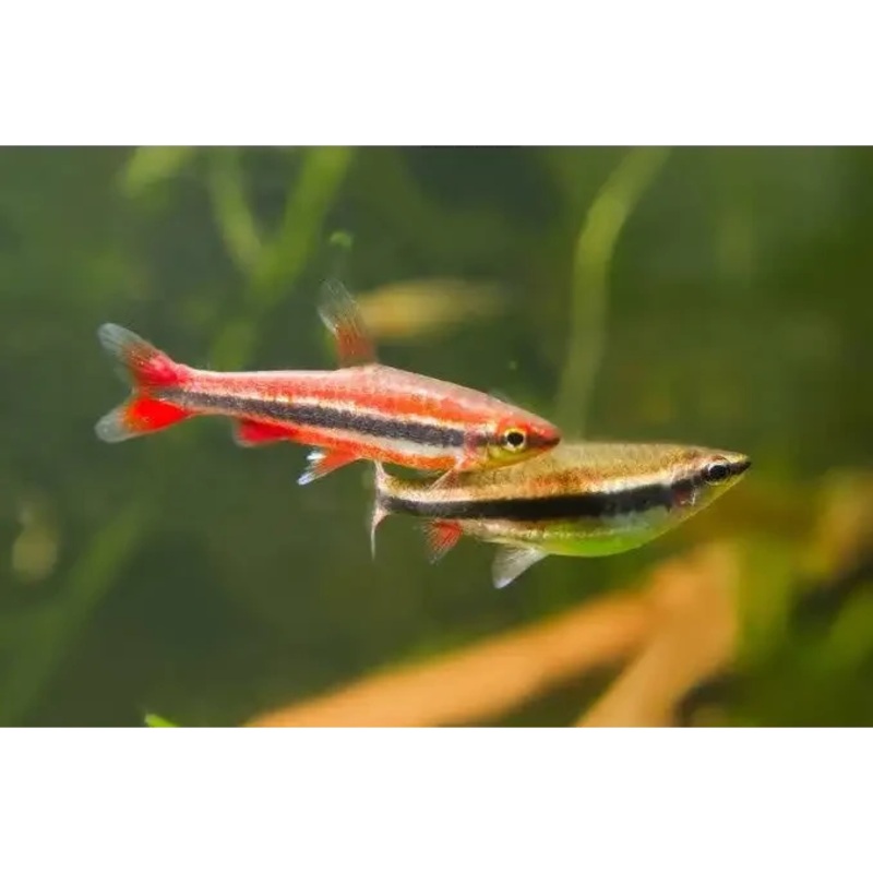 Red Pencil Fish