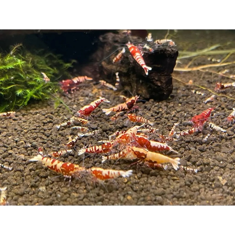 Red Pinto Shrimp - Mix Size/Grade