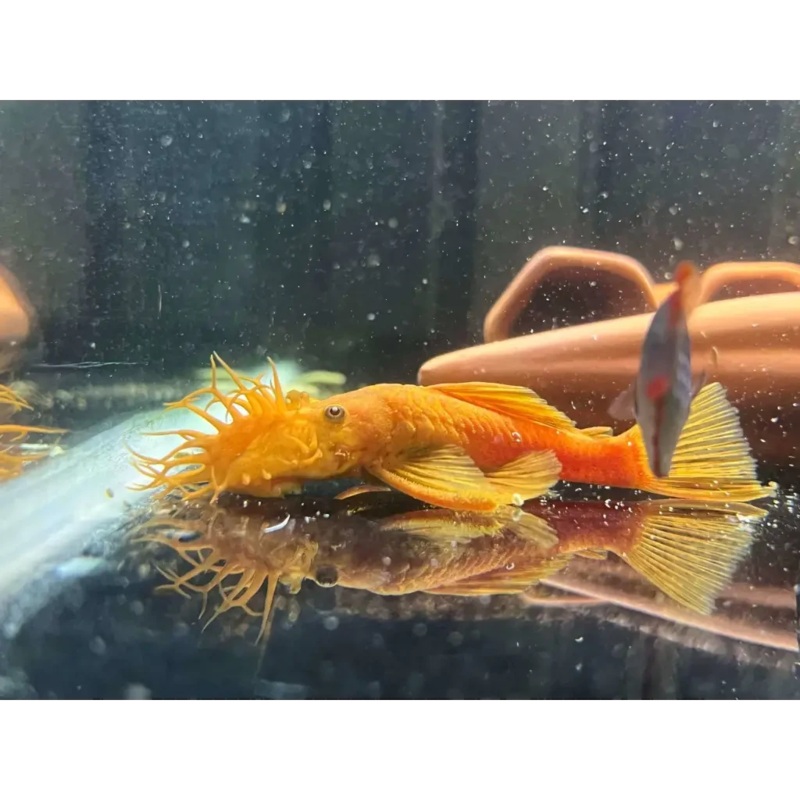 Super Red Bristlenose Male