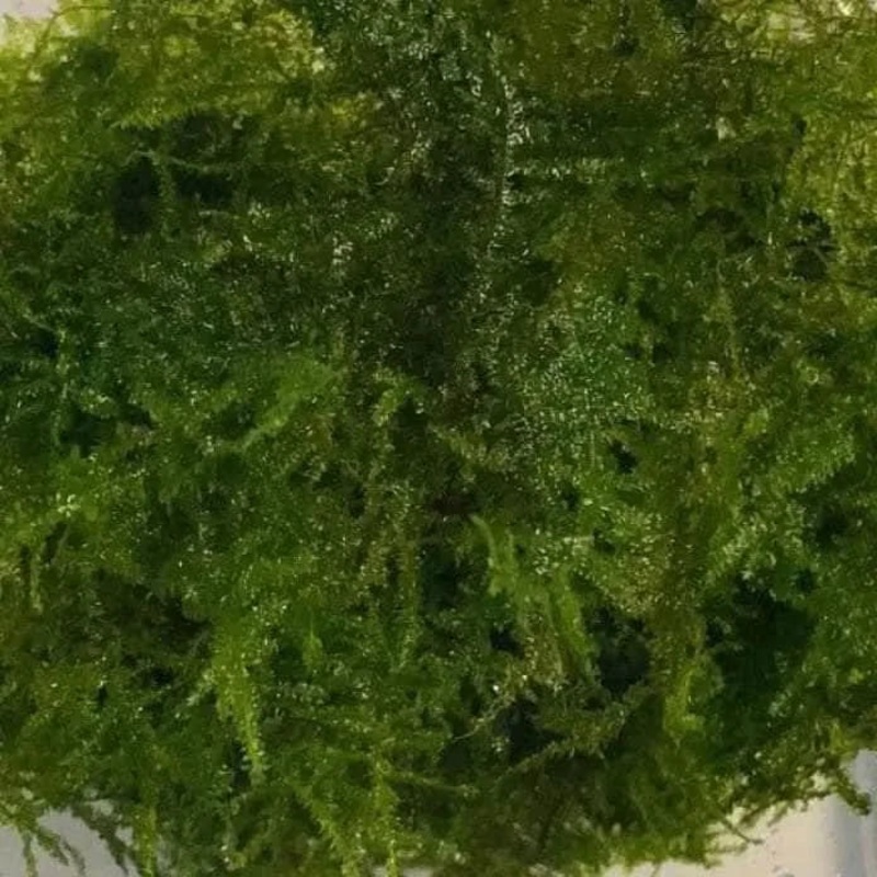 Taiwan Moss Mini