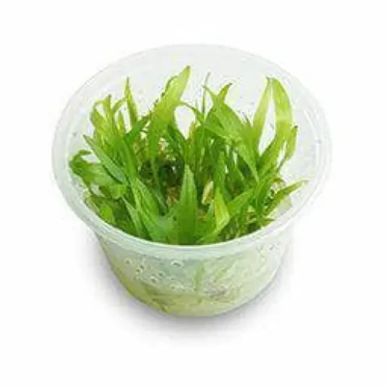 Tissue Culture - Echinodorus Bolivianus (Rusby) Holm
