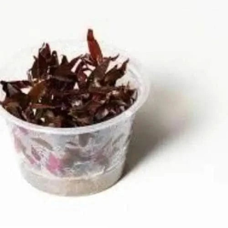 Tissue Culture - Ludwigia Glandulosa