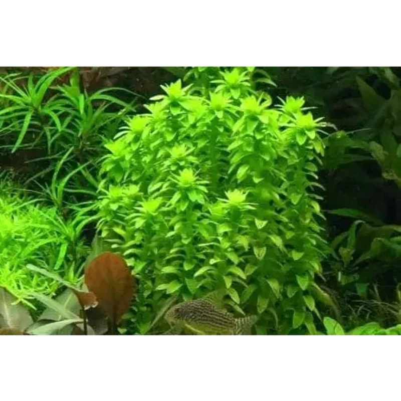 Tonina Fluviatilis Bunch