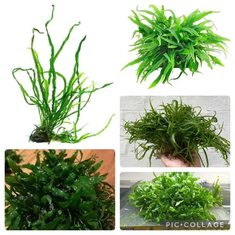 Ultimate Java Fern Pack