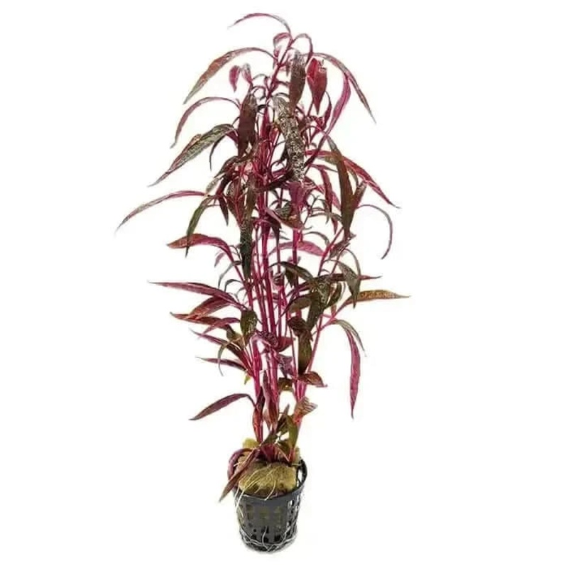 Ultra-Violet 5cm Mesh Pot