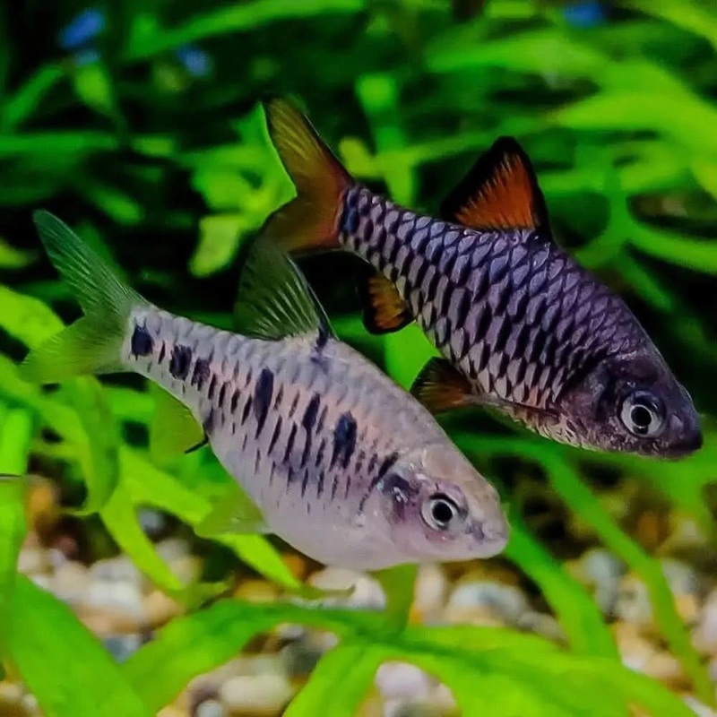 3cm Checkered Barb
