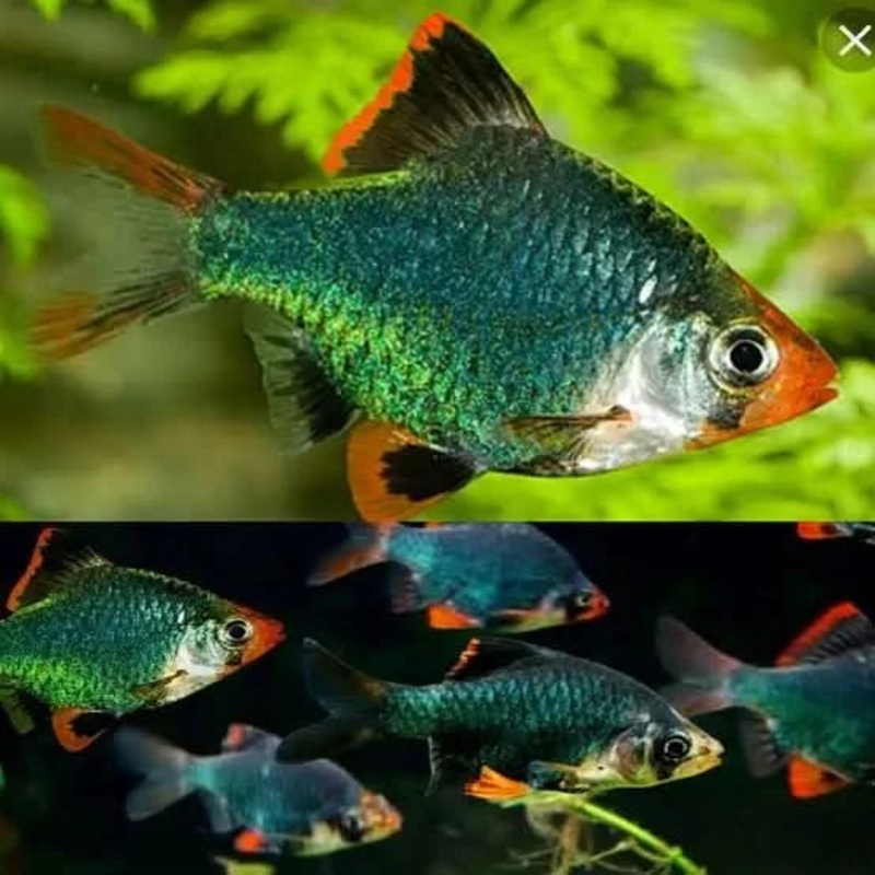 3cm moss Green Barb