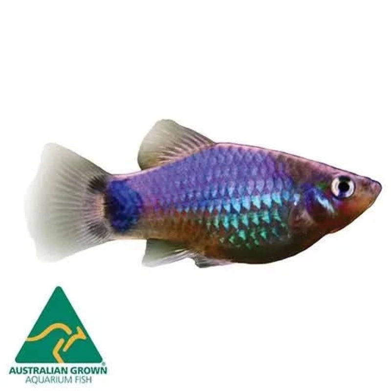 3CM PLATY BLUE MICKEY MOUSE