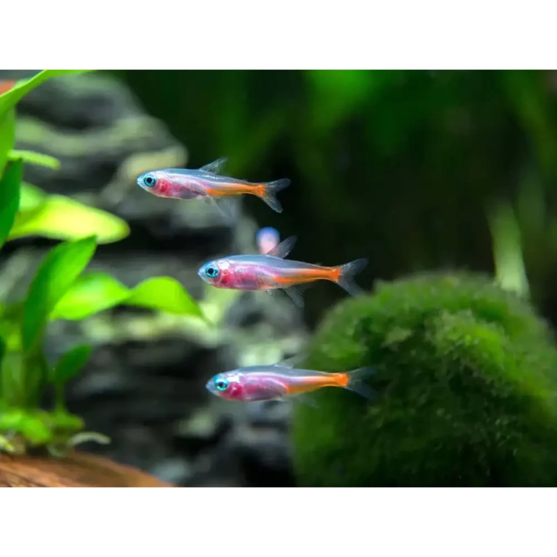 Albino Neon Tetra
