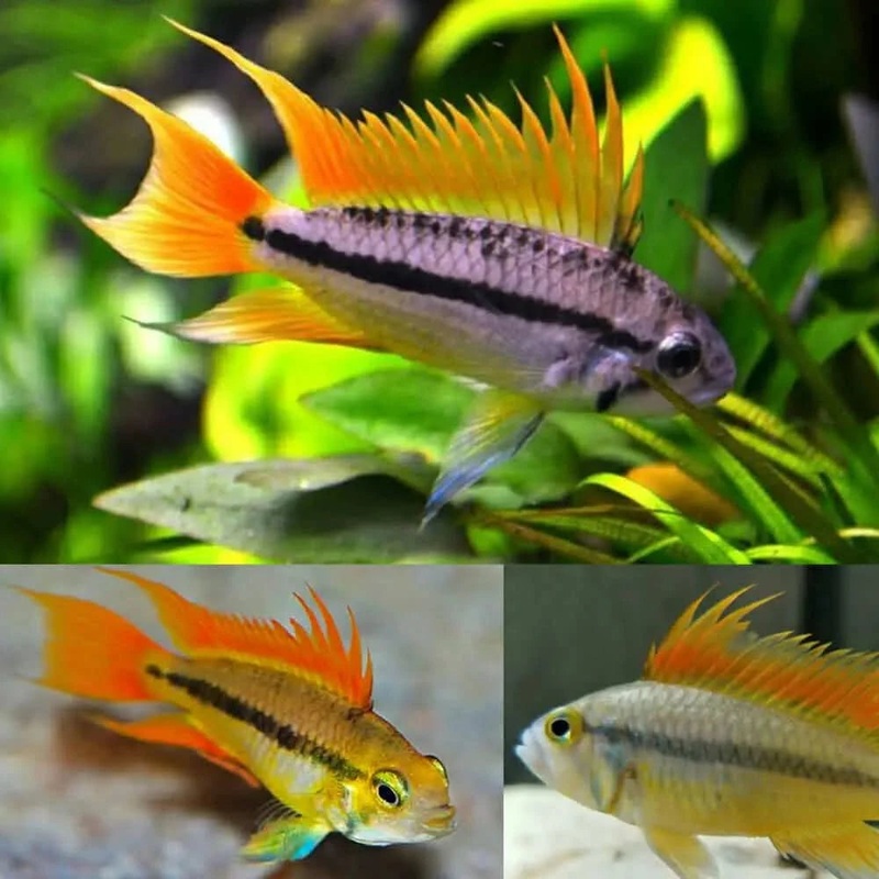 Apistogramma Cacatuoides Orange Flash Juvies