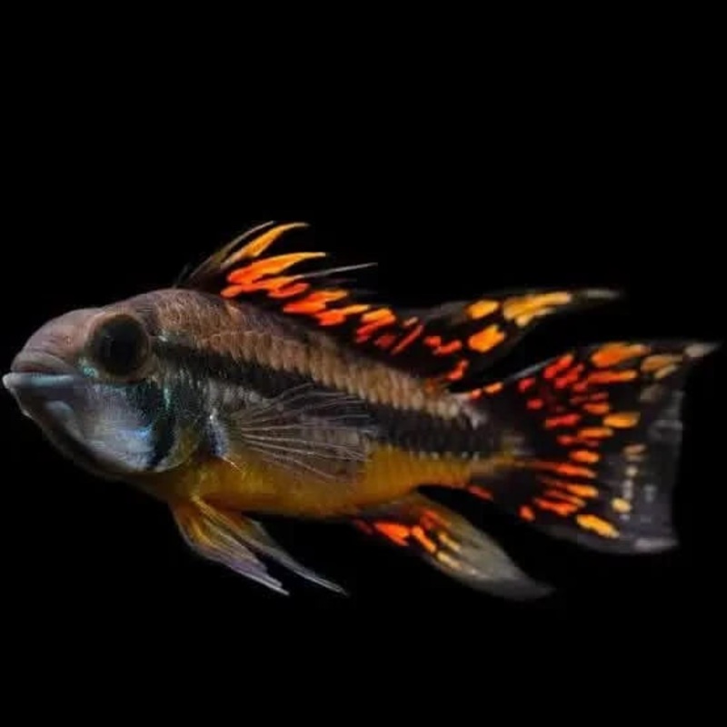 Apistogramma Cacatuoides Triple Red - Locally Bred