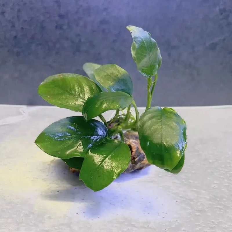 Assorted Anubias on dragon stone