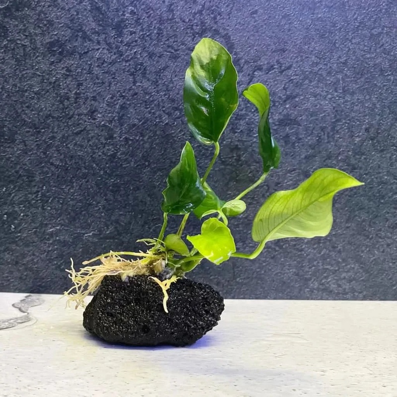 Assorted anubias on lava rock