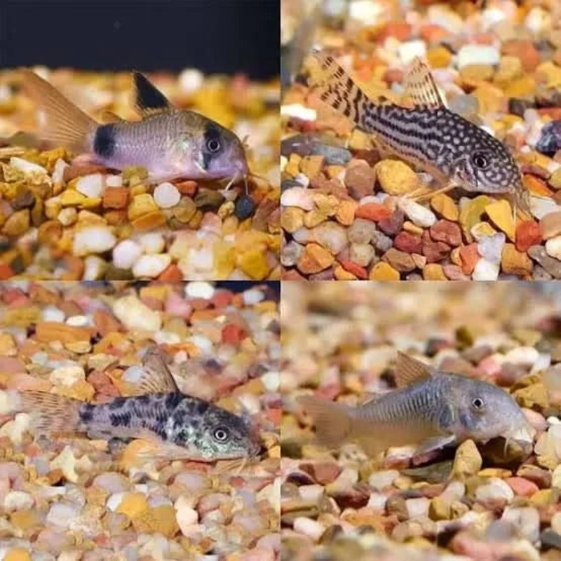 Assorted Corydoras - Locally Bred