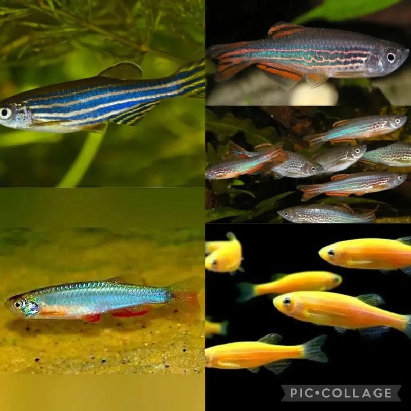 Assorted Danio 3-4cm