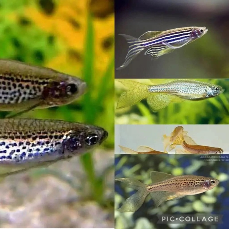Assorted Danio 3-4cm Long Fin