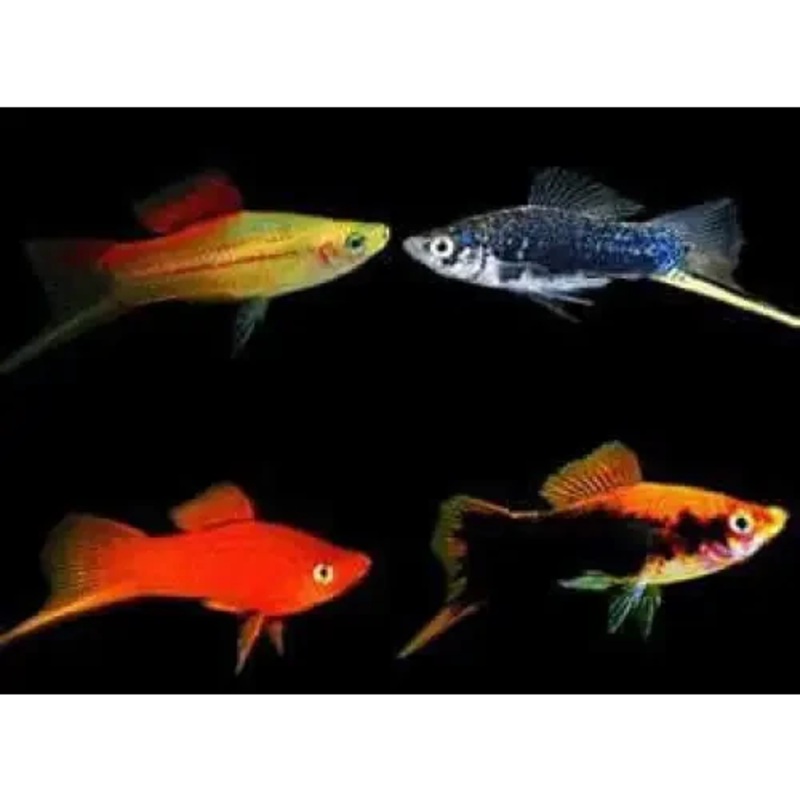 Assorted Swordtail