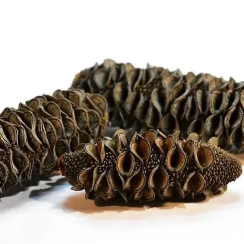 Banksia Cones ( Pack Of 3 )