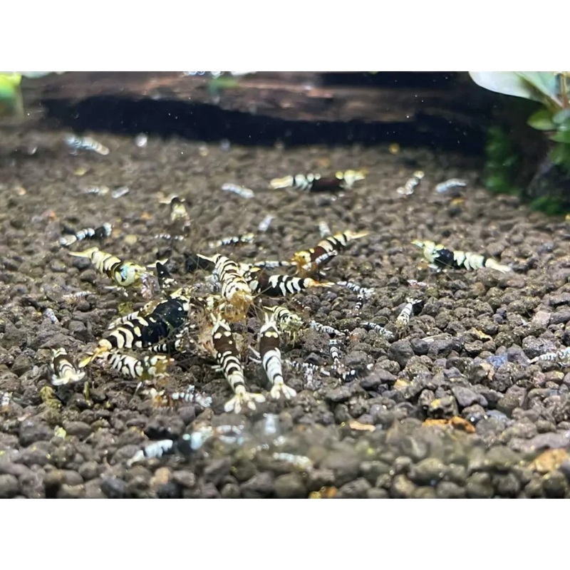 Black Fancy Tiger Shrimp - Mix Size/Grade