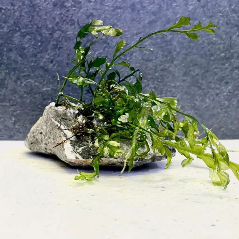 Bolbitus on seiryu stone
