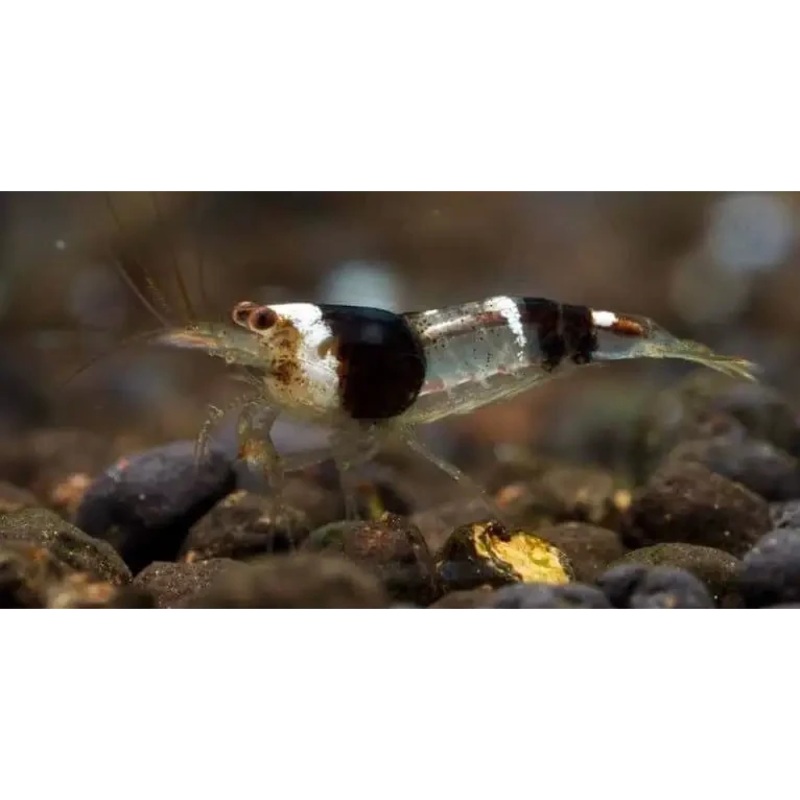 Caridina zebra (Australian Zebra Shrimp)