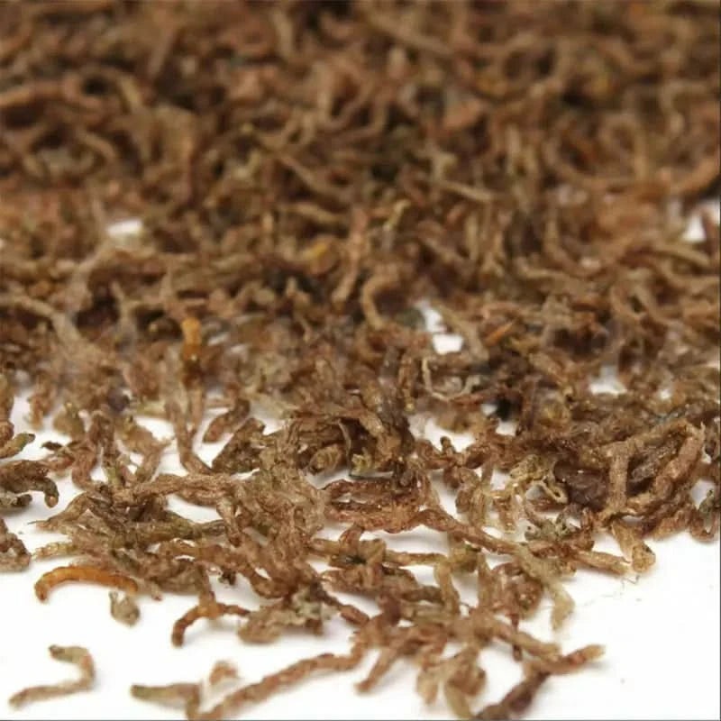 Freeze Dried Bloodworms
