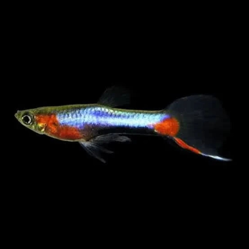 French Blue Star Endler Pair - Locally Bred