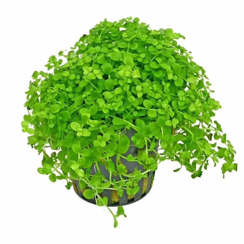Micranthemum Monte Carlo Pot ( BULK 10 POTS )