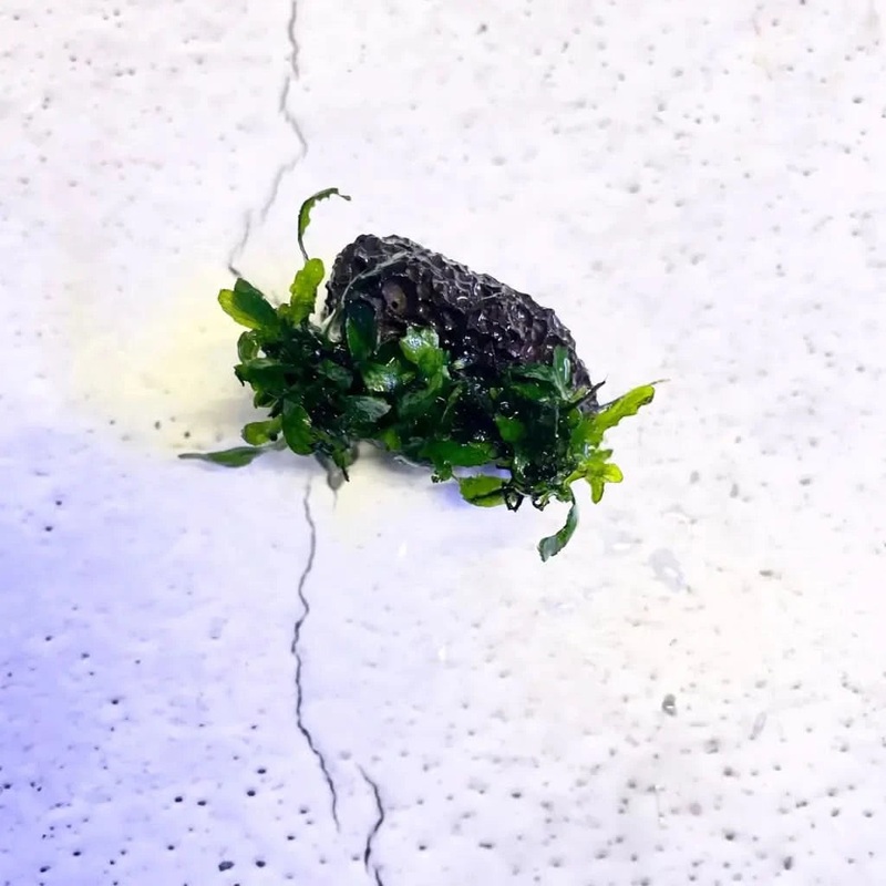 Mini Java Fern on Black lava rock
