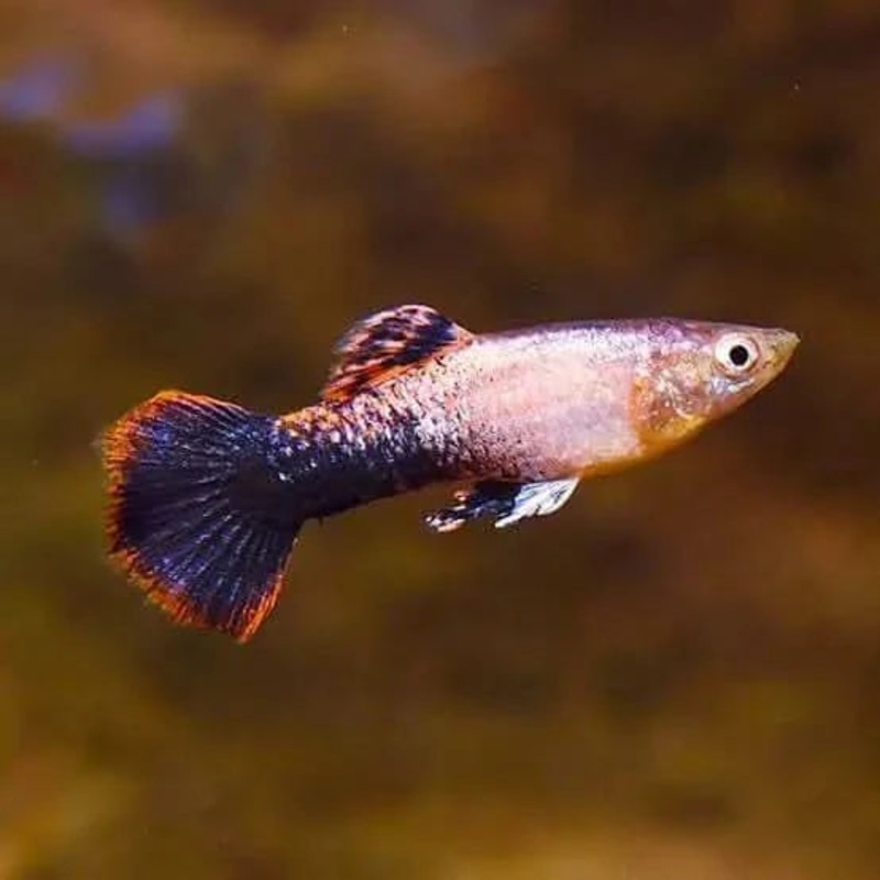 Pink Tuxedo Guppy Pair