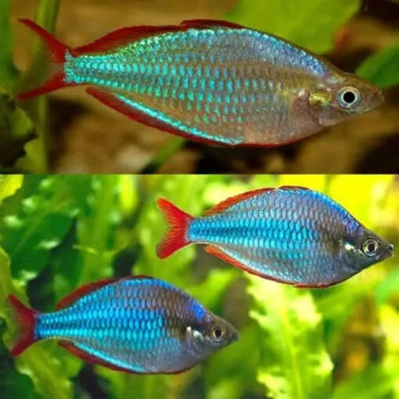 Praecox dwarf Rainbow Fish 2-3cm