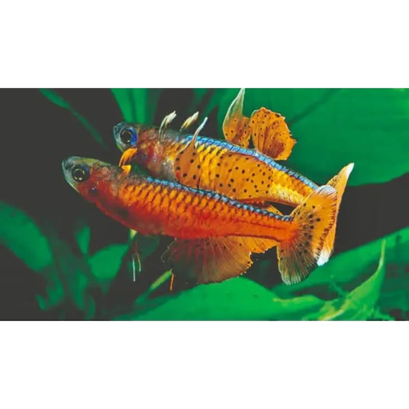 Pseudomugil Luminatus (red neon blue-eye) ( Locally Bred )