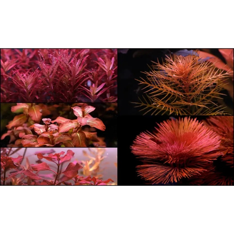 Red Plant Bunch ( Random )