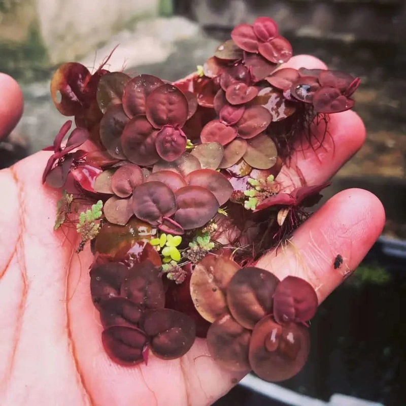 Red Root Floaters ( 50 Plants )