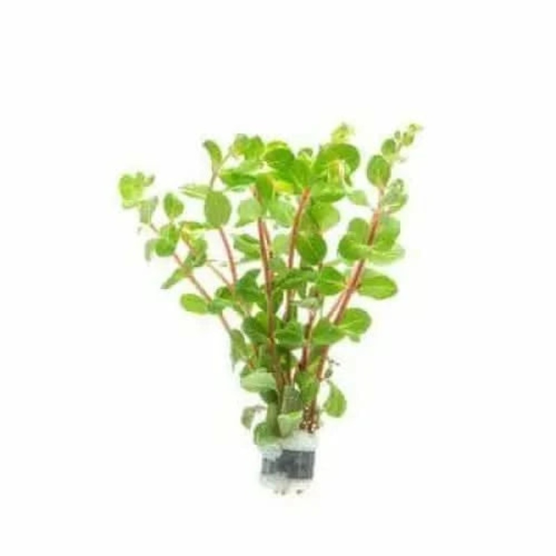 Rotala Blood Red Pot - EMERSED