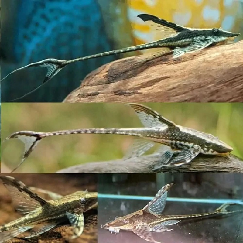 Royal Whiptail Catfish 4cm-5cm