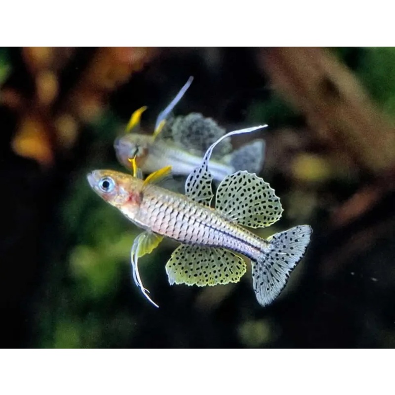 Spotted Blue Eyes - Cadell River Type ( Random Sex )