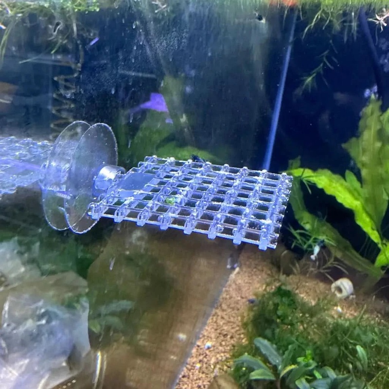Square Plant Moss Ledge 5cm  ( Clear ) L(R19)